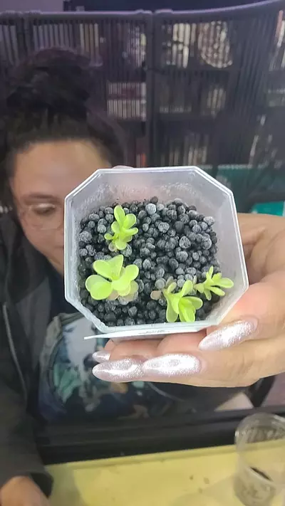 plant/ping Peaches-0-thumbnail