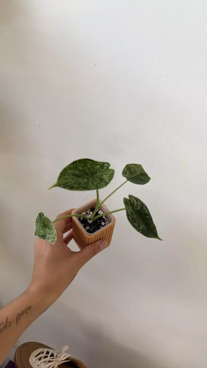 plant/Alocasia Dragon Scale Mint-0