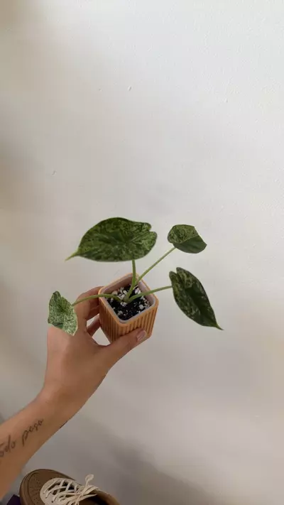 plant/Alocasia Dragon Scale Mint-0-thumbnail