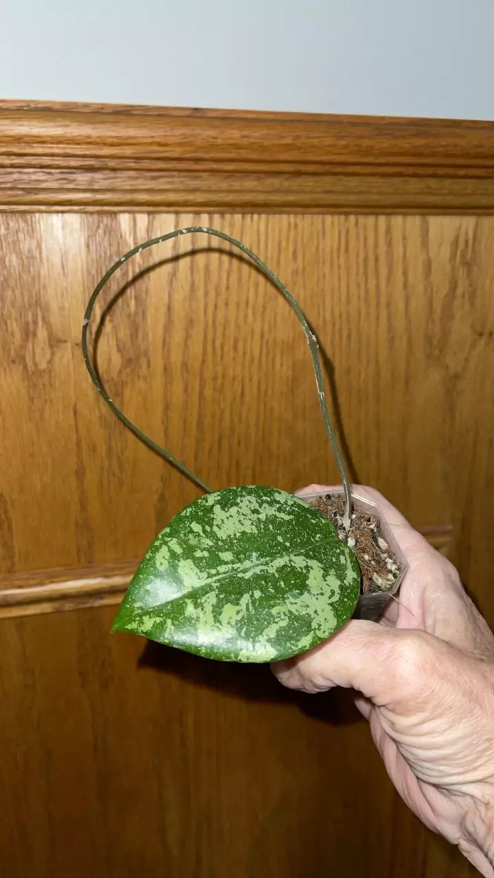 plant/115 Hoya Glabra-1