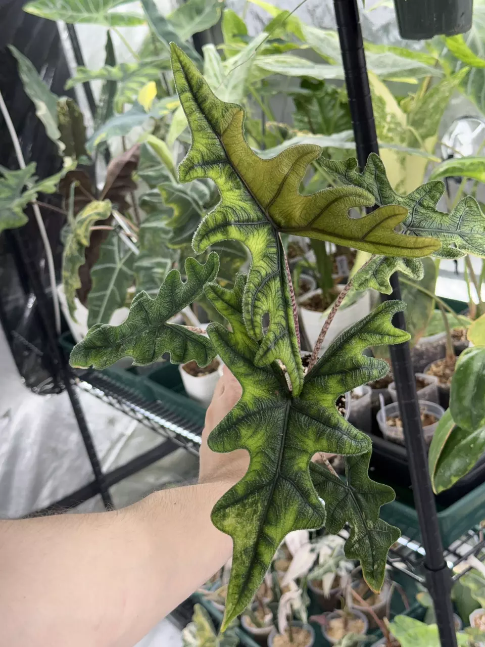 plant/Alocasia Jacklyn Aurea-0