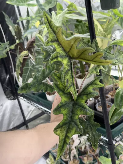 plant/Alocasia Jacklyn Aurea-0-thumbnail