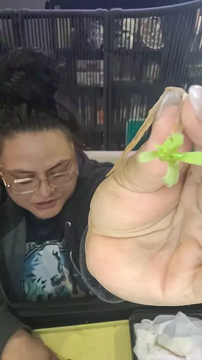 plant/ping Aphrodite-0-thumbnail