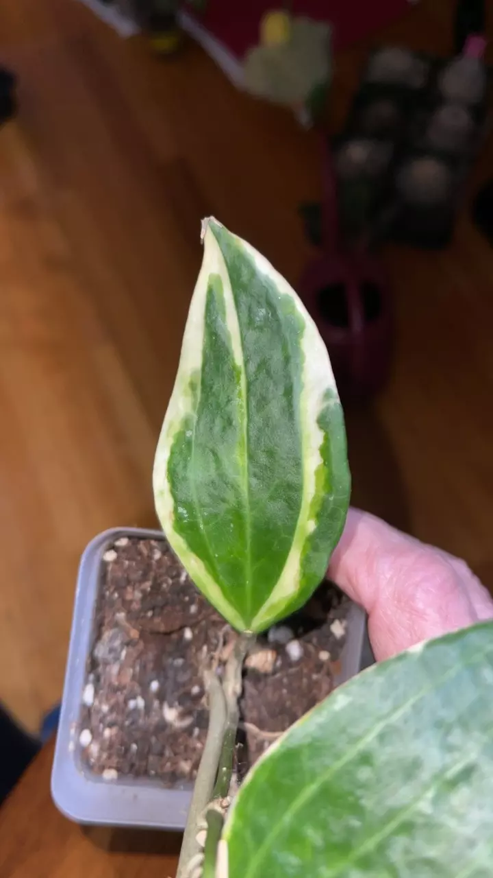 plant/110 Macrophylla outer var.-1