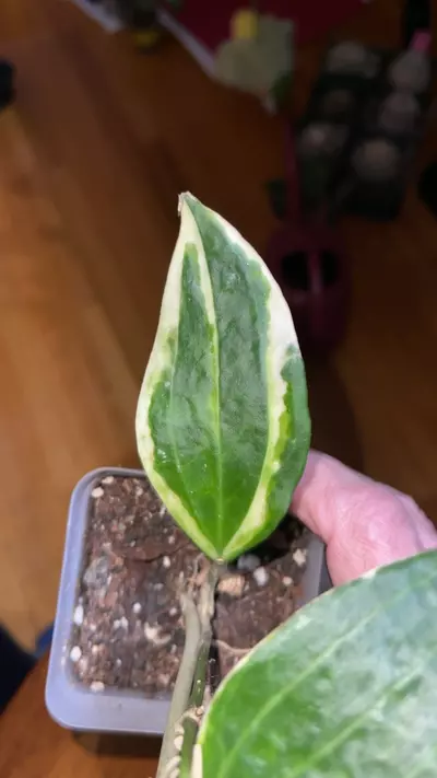 plant/110 Macrophylla outer var.-1-thumbnail