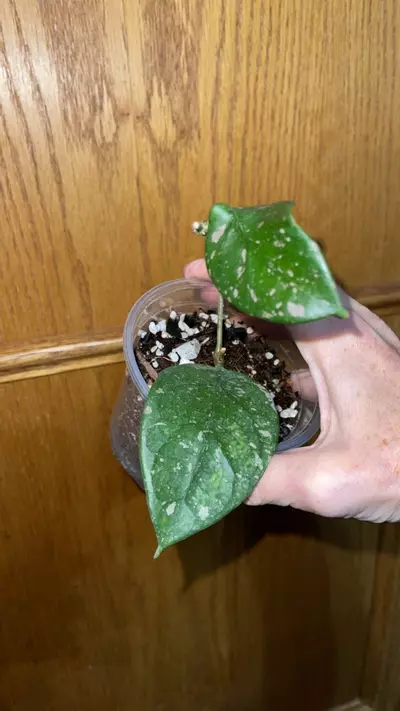 plant/114 Lai Chau splash-0-thumbnail