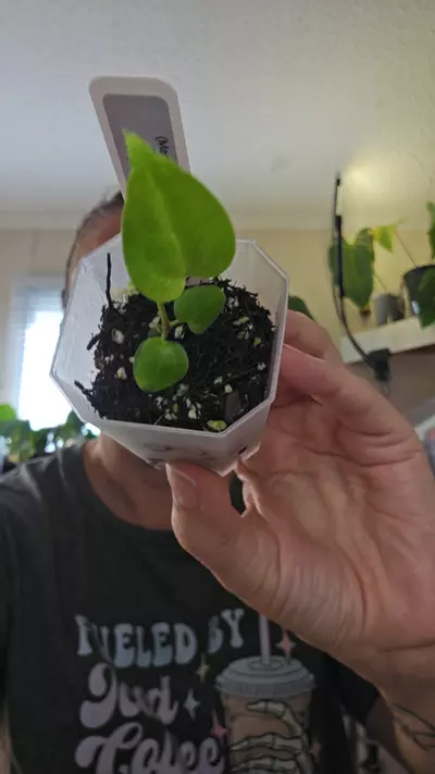 plant/#0190 (Mag x Bess aff) x (Pap x Gy F1)-0-thumbnail