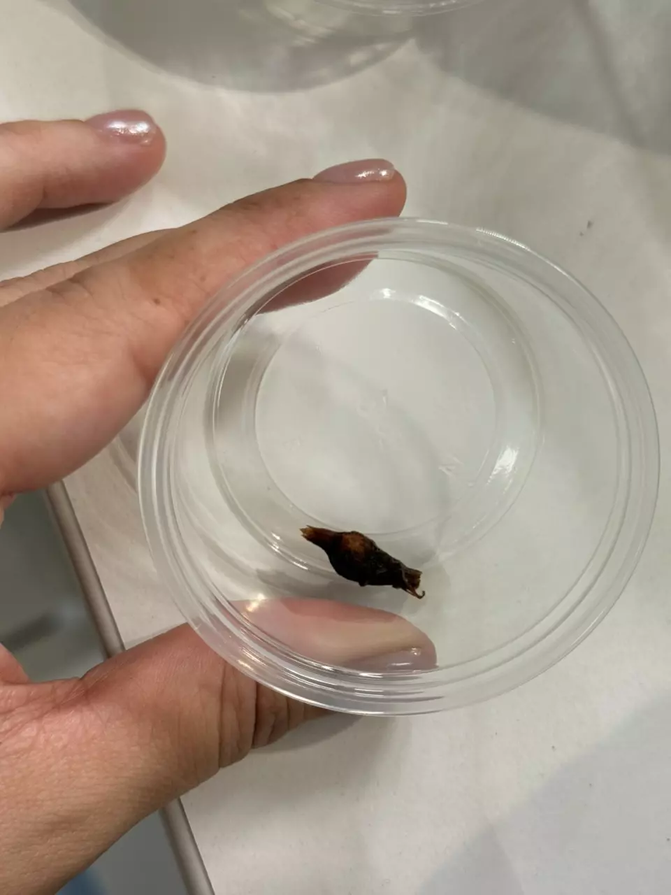 plant/Alocasia Maharani Albo Corm (C)-1