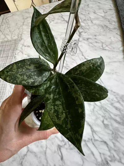 plant/0457 Hoya latifolia rangsan splash-0-thumbnail