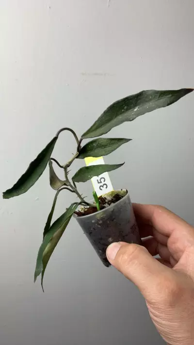 plant/3510 mirabilis-0-thumbnail