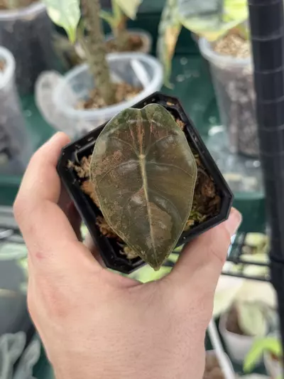 plant/Alocasia Sedenii Aurea pup from corm-0-thumbnail