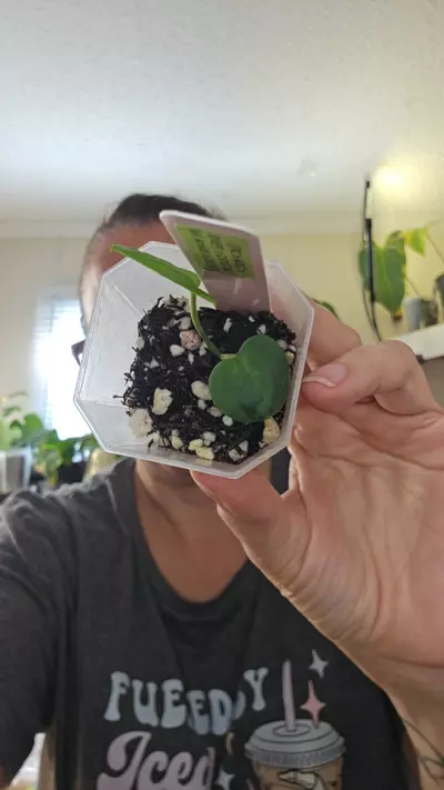 plant/#0193 ((Rx x Aos) x Bvep) x Crystal-0-thumbnail