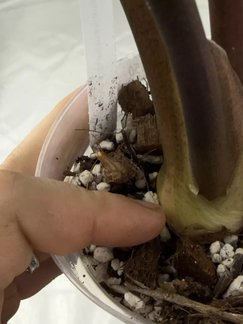 plant/Longiloba Suhurmaniana Aurea *CORM*-1