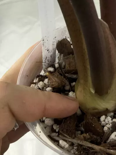 plant/Longiloba Suhurmaniana Aurea *CORM*-1-thumbnail