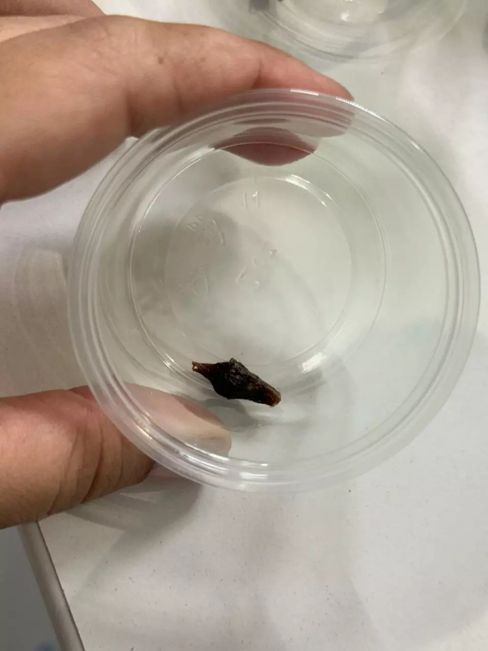 plant/Alocasia Maharani Albo Corm (D)-1