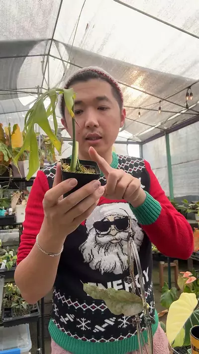 plant/monstera Croatii 6001-0-thumbnail