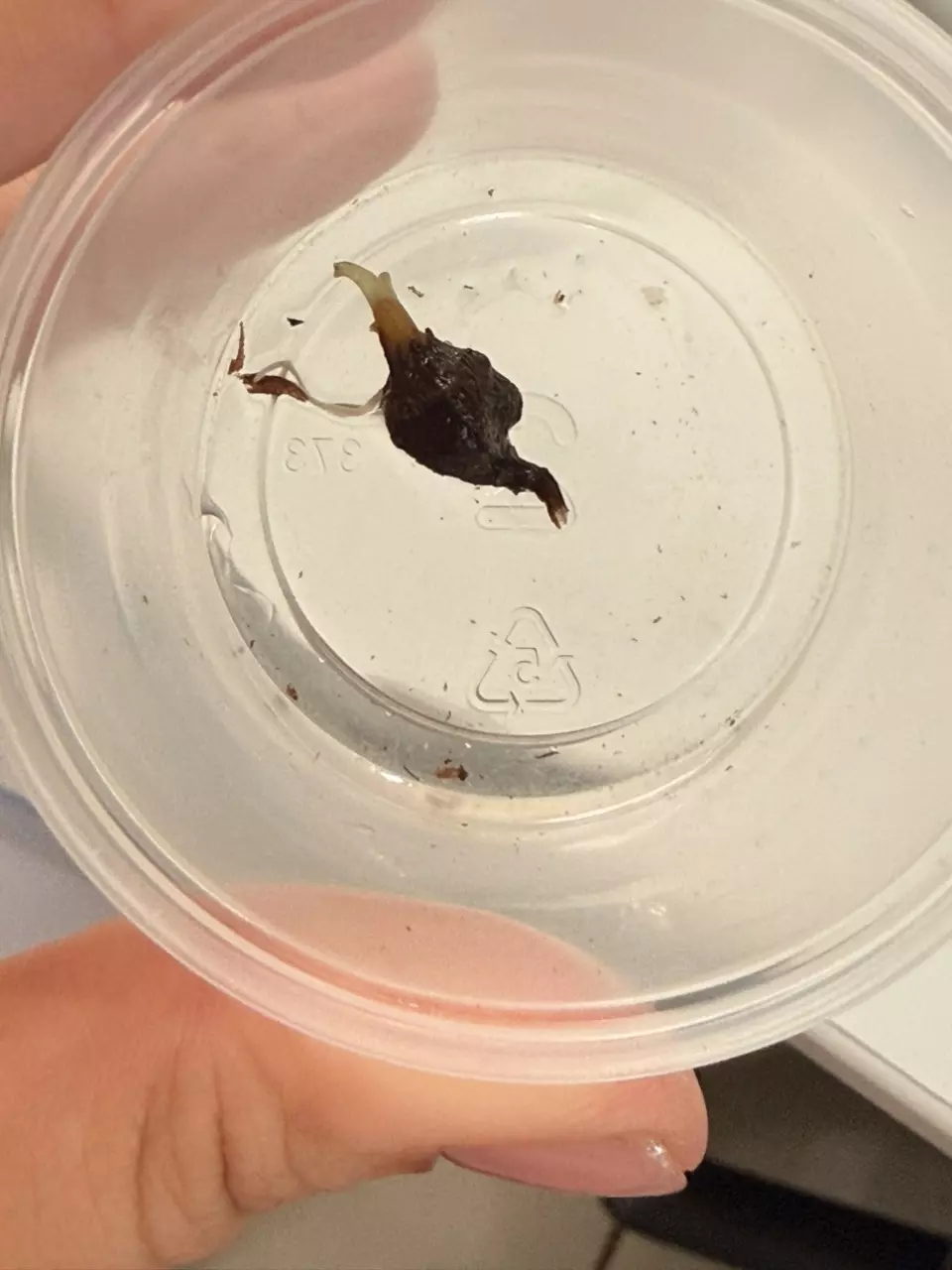 plant/Alocasia Sinuata Aurea Corm (A.2)-1