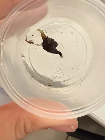 plant/Alocasia Sinuata Aurea Corm (A.2)-1-thumbnail