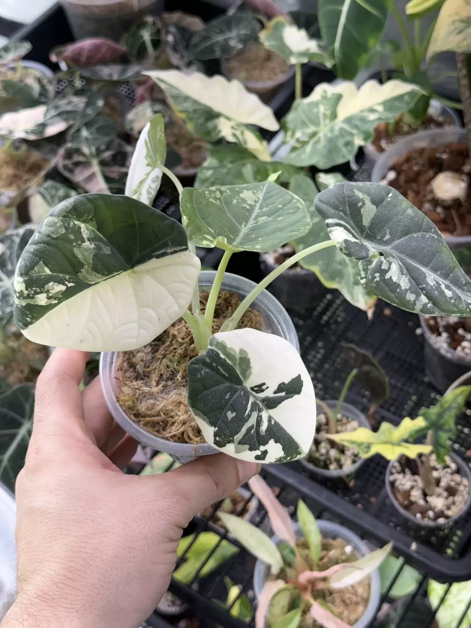 plant/A176 Alocasia Maharani Albo-0
