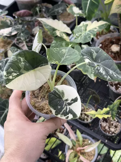 plant/A176 Alocasia Maharani Albo-0-thumbnail
