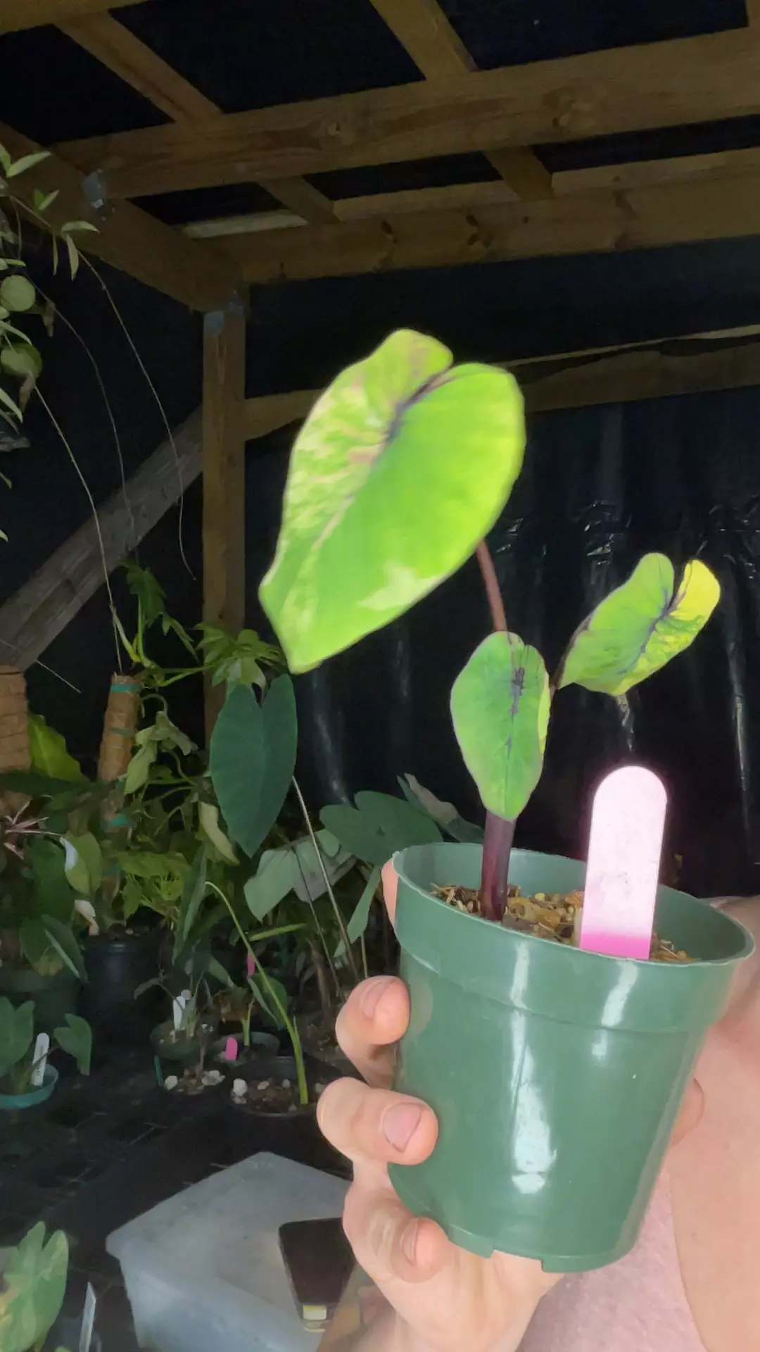 plant/v. pharaoh with pink hues-0