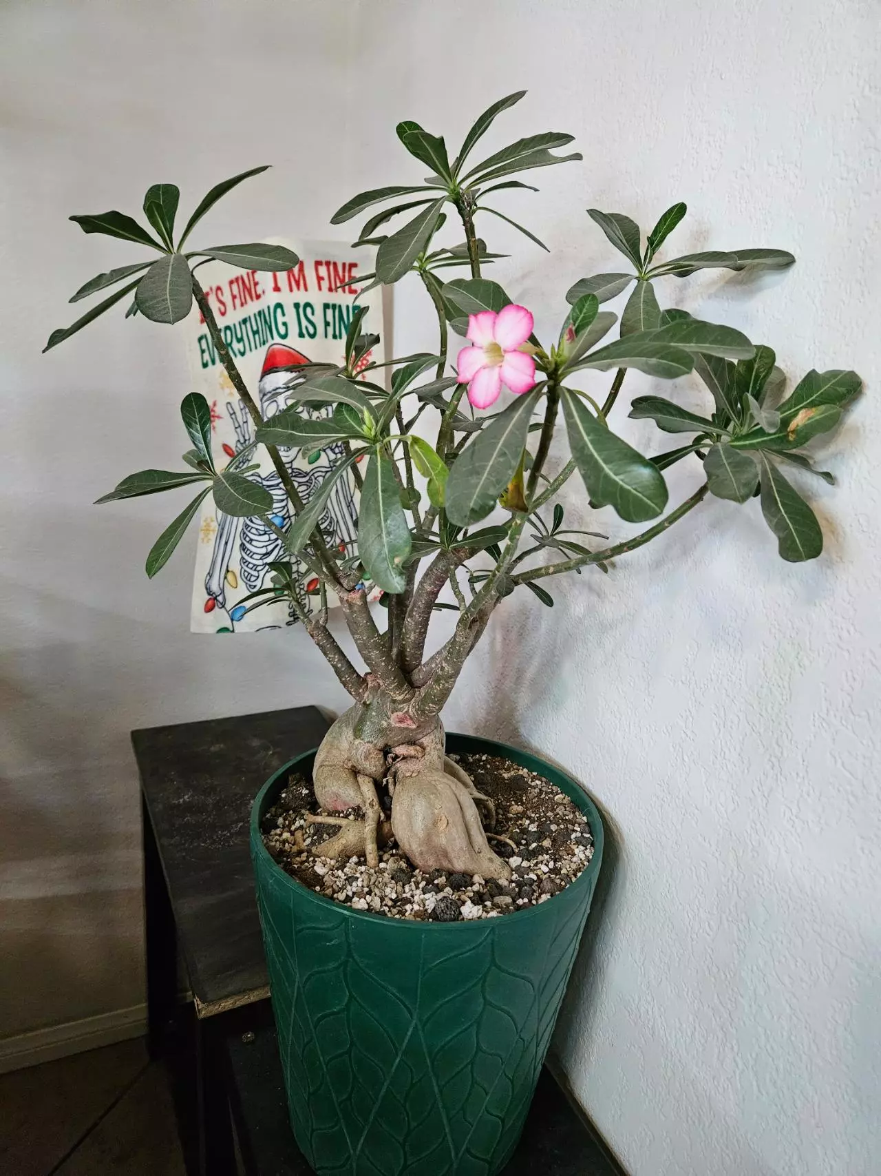 plant/Adenium Somalense Japan Giant x Holland-0