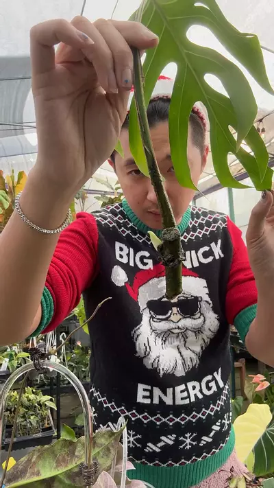 plant/monstera wavy sierrana cutting-0-thumbnail