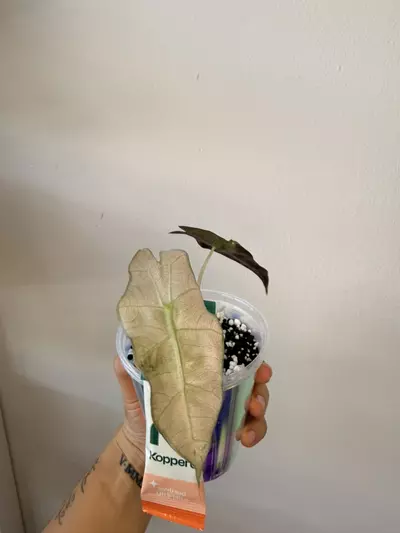 plant/Alocasia Pink Poly Ghost-0-thumbnail