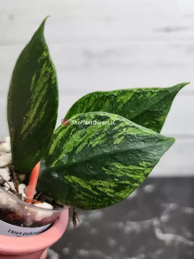 plant/#55 Hoya polyneura 'Broget'-1-thumbnail