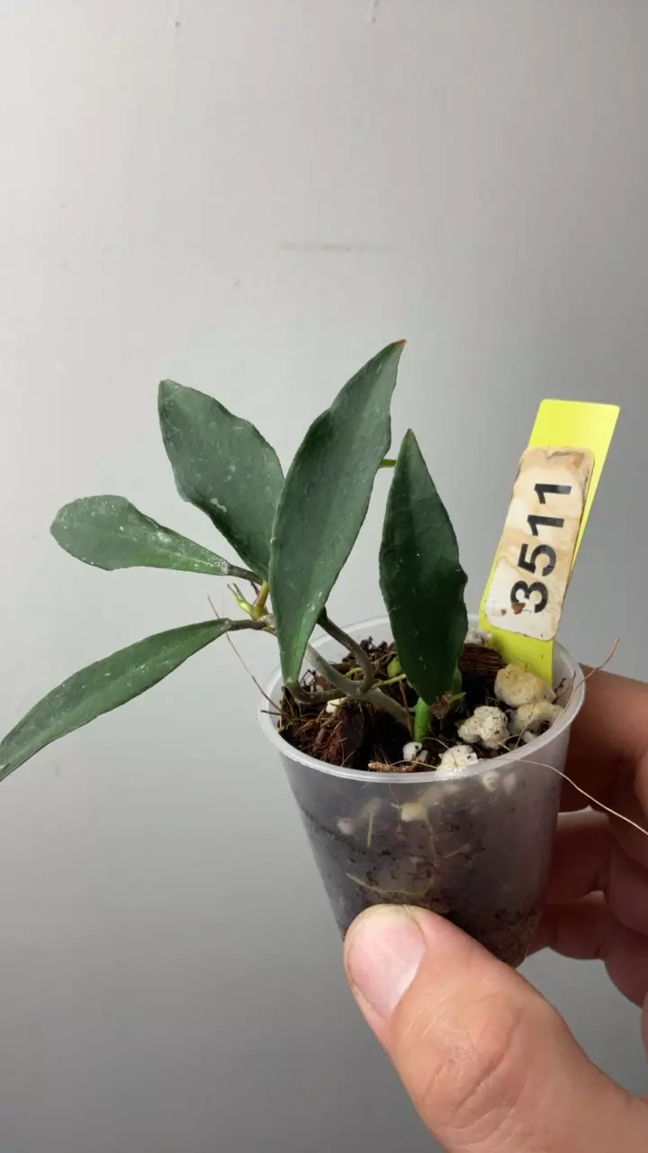 plant/3511 Mirabilis-0