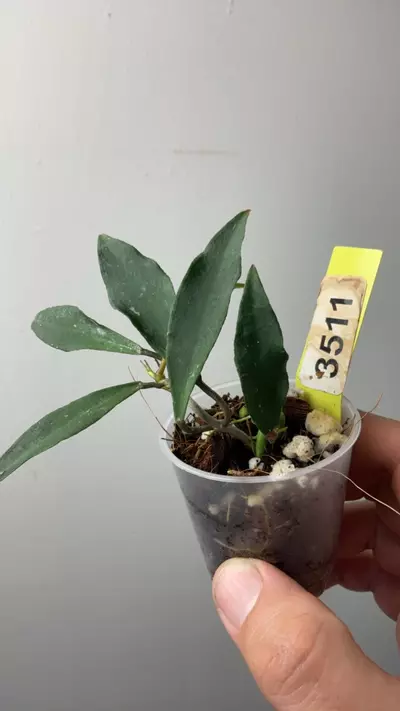 plant/3511 Mirabilis-0-thumbnail