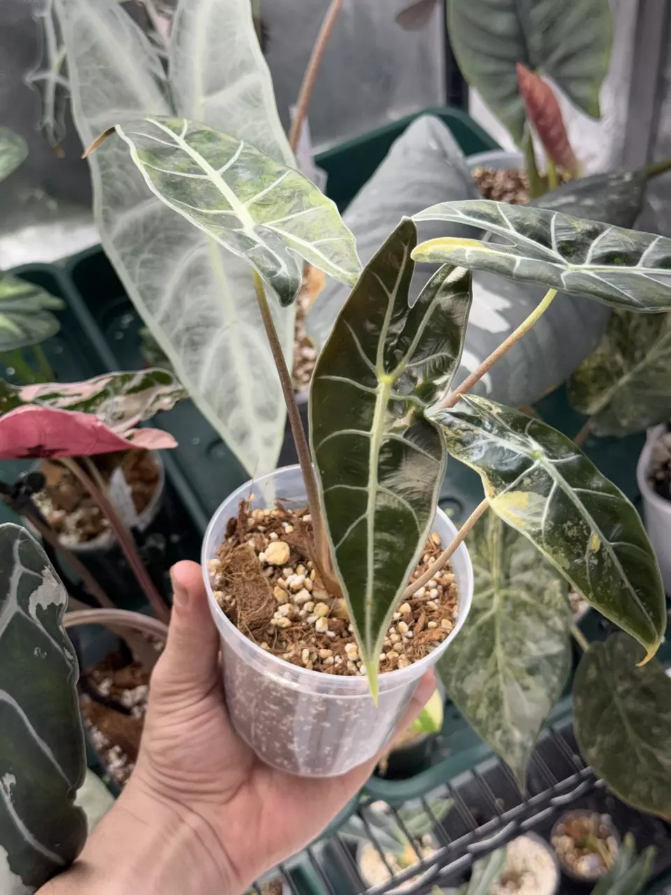 plant/Longiloba Suhurmaniana Aurea-0