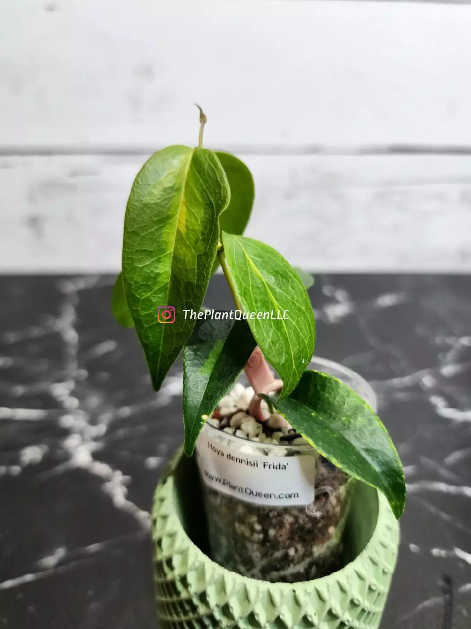 plant/#52 Hoya dennisii 'Frida'-1
