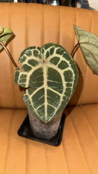 plant/Doc Block Michelle Blister Variegated-3-thumbnail