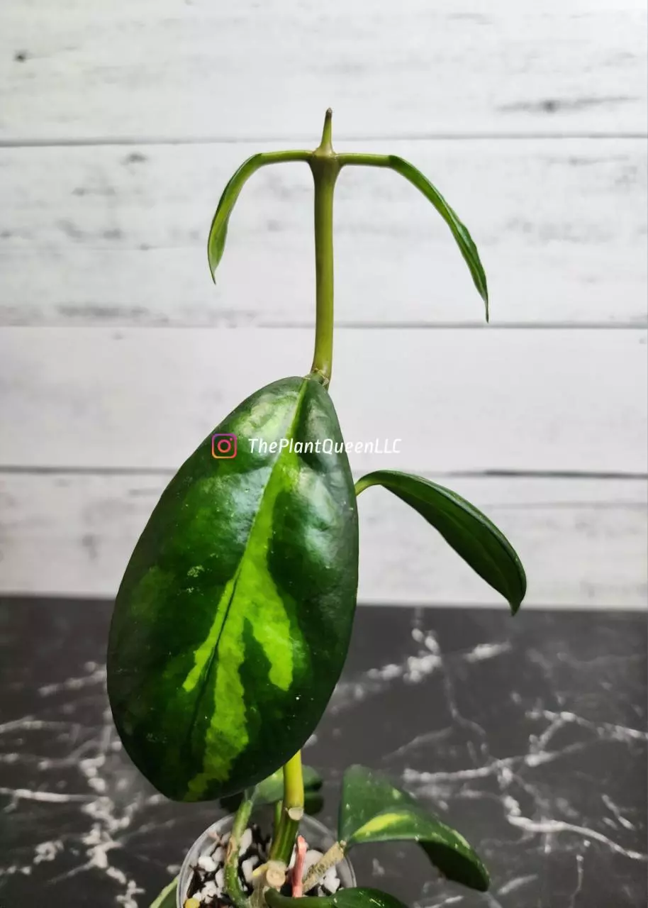 plant/#54 Hoya 'Maharani'-1