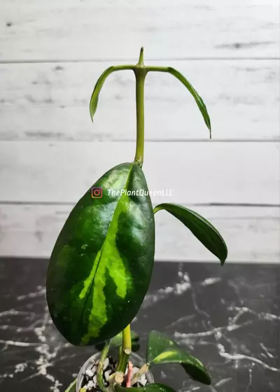 plant/#54 Hoya 'Maharani'-1-thumbnail