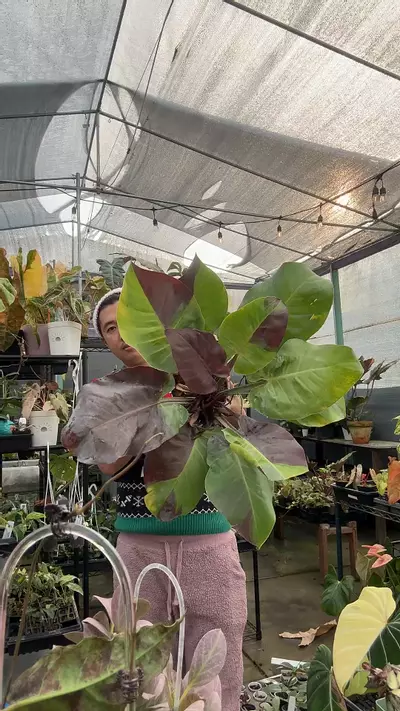 plant/big flowering Red Moon-0-thumbnail