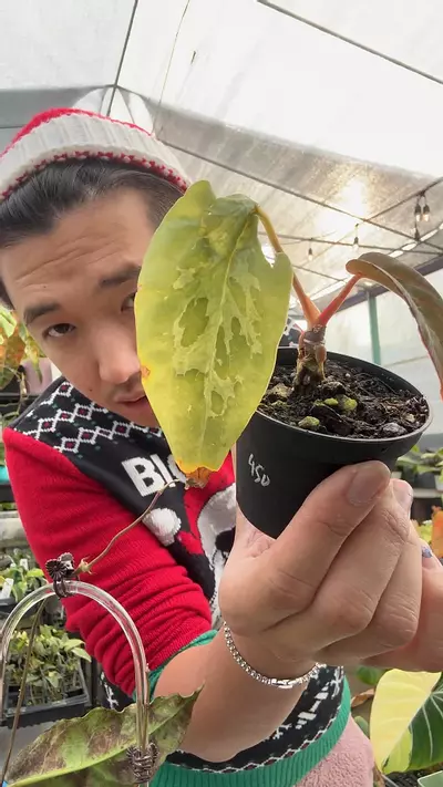 plant/anth Red Crystal dress X RL carla jizzy blister 5717-0-thumbnail