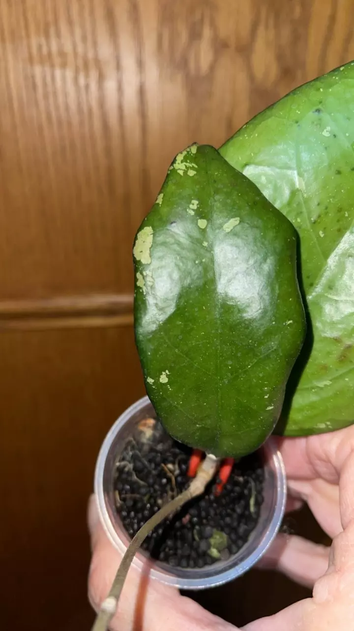 plant/115 Hoya joy-1