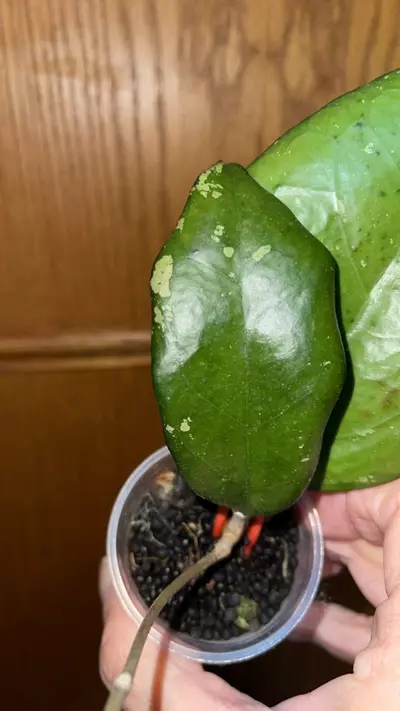 plant/115 Hoya joy-1-thumbnail