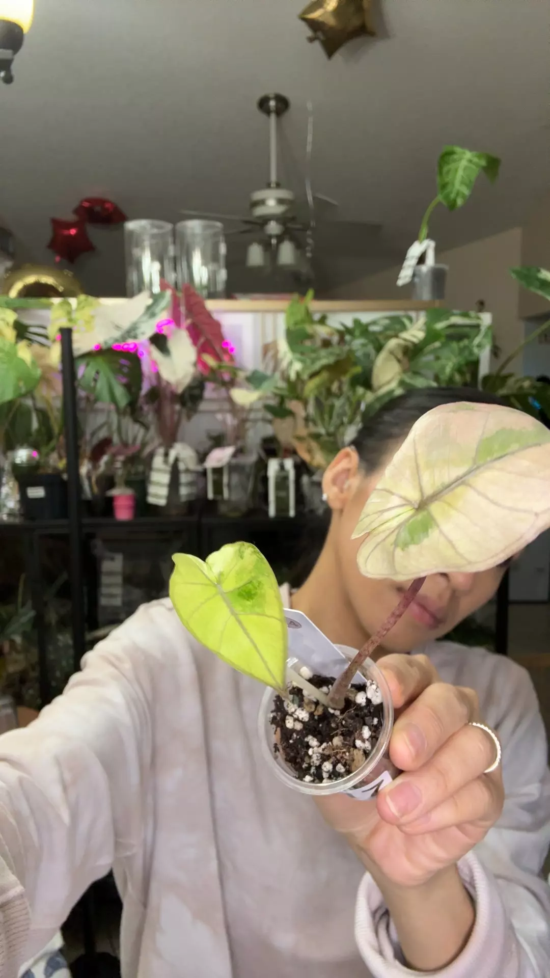 plant/#0217 plumbea tri color 2 leaves-0