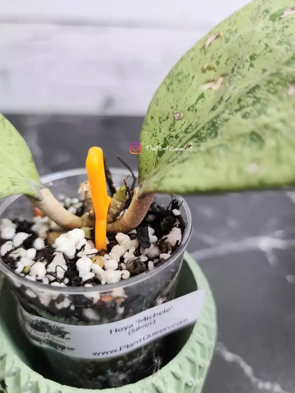 plant/#56 Hoya 'Michele' (Silver)-1