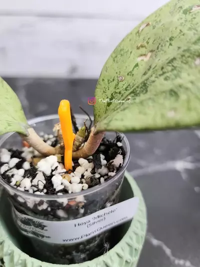 plant/#56 Hoya 'Michele' (Silver)-1-thumbnail