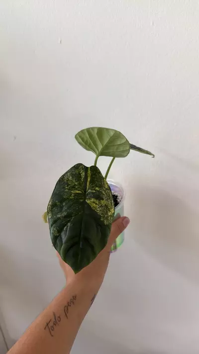 plant/Alocasia Sinuata Aurea Corm (B.1)-0-thumbnail