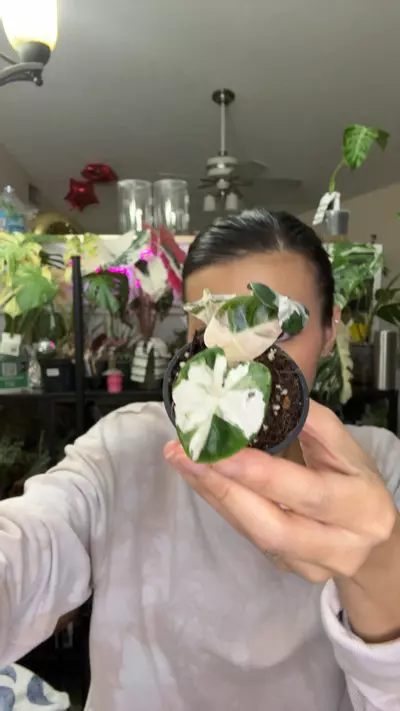 plant/#0221 heart balloon 5 leaves-0-thumbnail