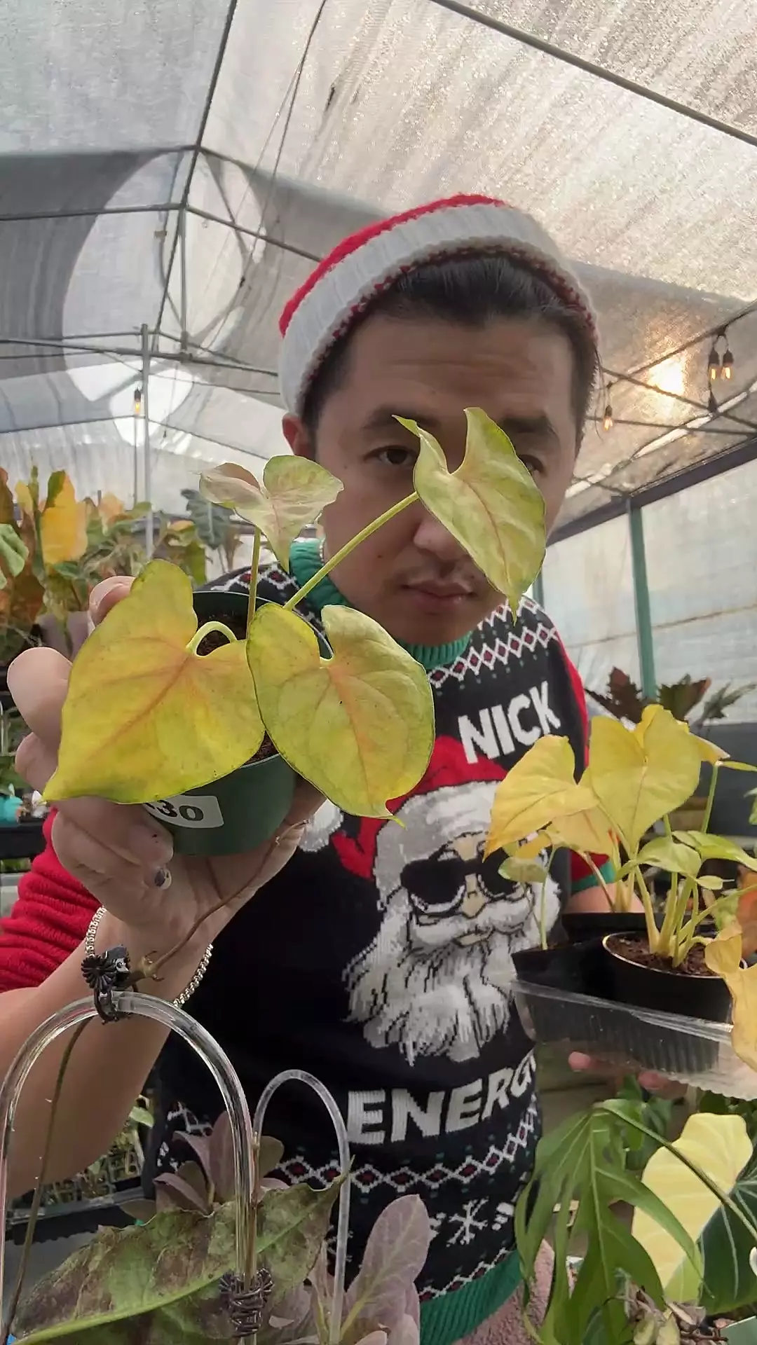 plant/syn. Matcha Sprinkle 8230-0