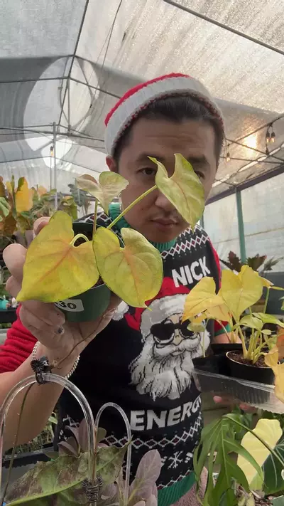 plant/syn. Matcha Sprinkle 8230-0-thumbnail