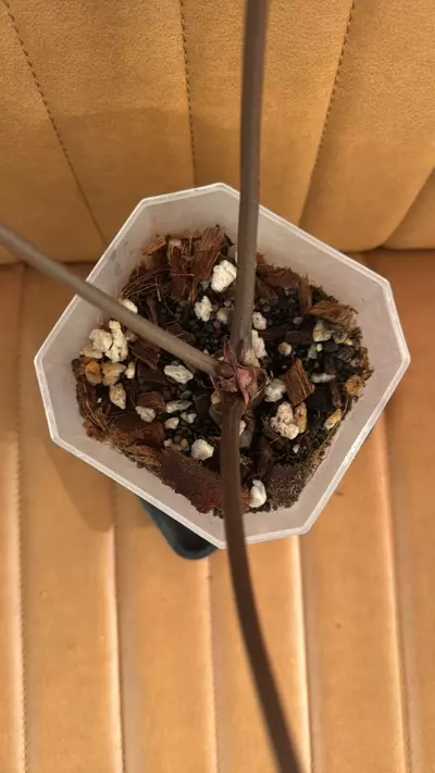 plant/Doc Block Michelle Blister Variegated-1-thumbnail