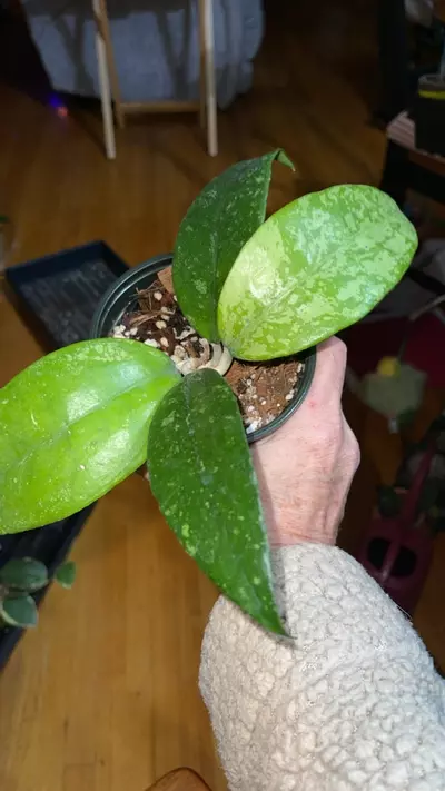 plant/111 Nap 03-1-thumbnail