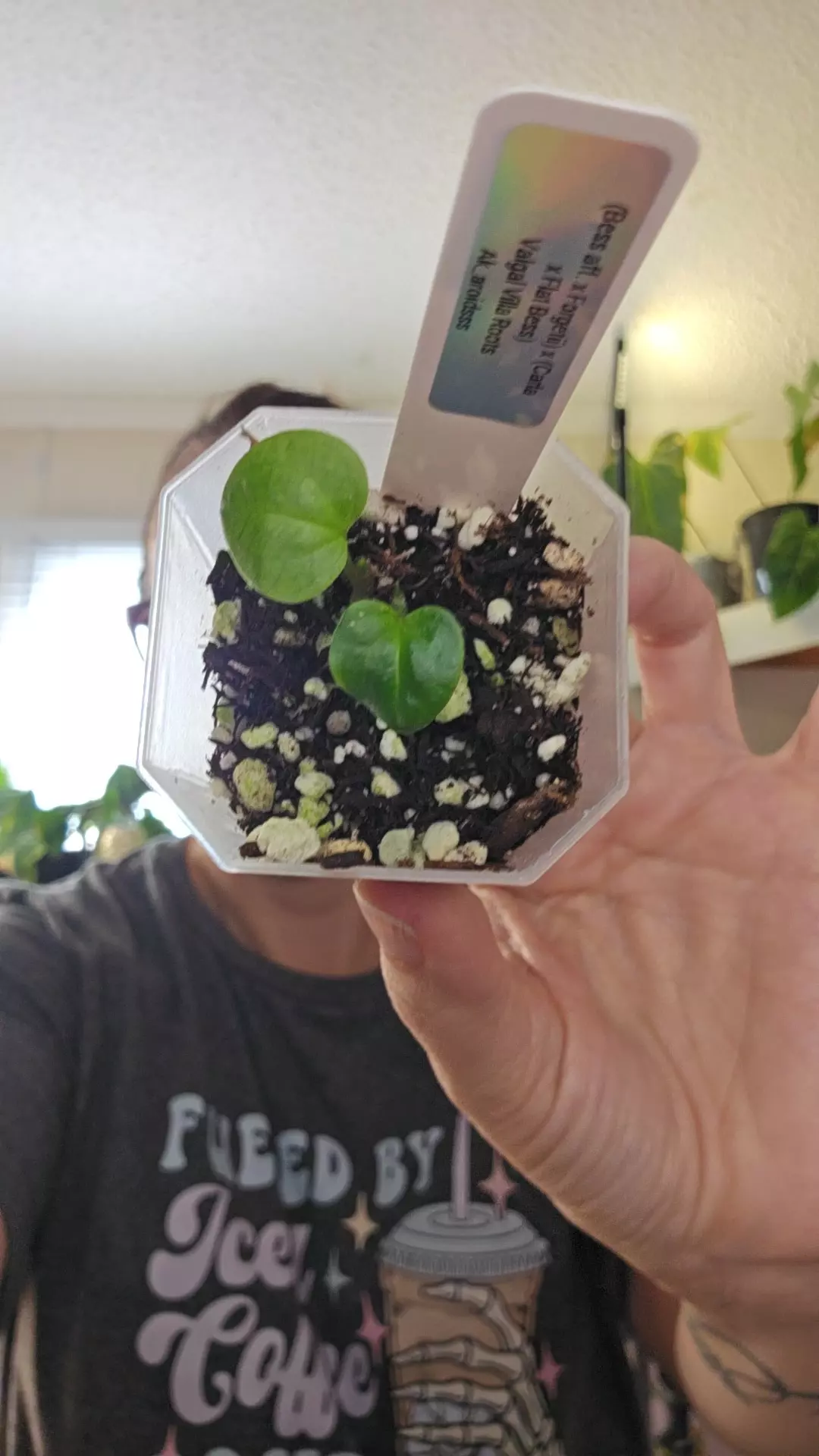 plant/#0188 (bess aff. x Forgetii) x (Carla x Flat Bess)-0